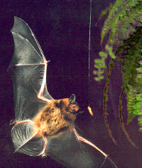 A bat getting a treat (Source: [url=http://commons.wikimedia.org/wiki/File:Bat_flying_at_night.png]Wikimedia Commons[/url])