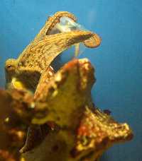 An octopus opening a container with a screwcap. (Source: [url=http://commons.wikimedia.org/wiki/File:Oktopus_opening_a_container_with_screw_cap_03.jpg]Wikimedia Commons[/url])