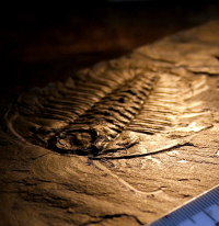 A fossil Trilobite (source: [url=http://commons.wikimedia.org/wiki/File:LeggedTrilobite2.jpg]Wikimedia Commons[/url])